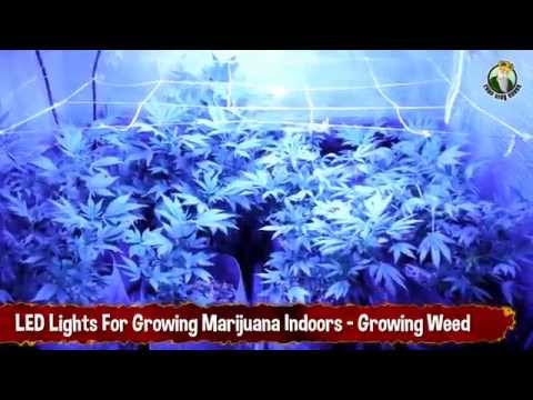 LED Lights For Growing Marijuana Indoors - Growing Weed