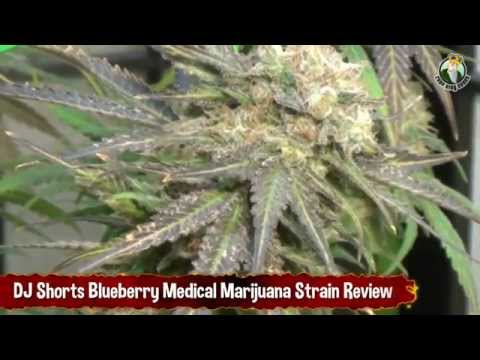 DJ Shorts Blueberry Medical Marijuana Strain Review