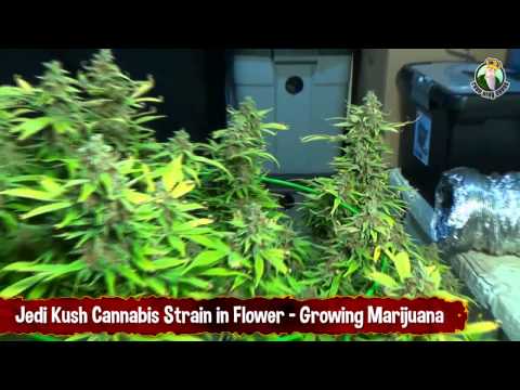Jedi Kush Cannabis Strain in Flower - Growing Marijuana