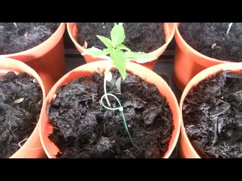 Day 14 outdoor grow 2014