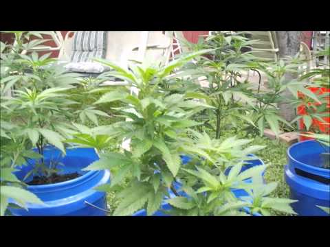 2014 Medical Cannabis Grow - June 10 - Outdoors