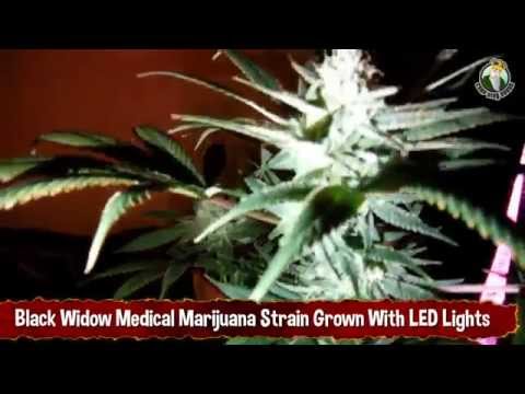 Black Widow Medical Marijuana Strain Grown With LED Lights