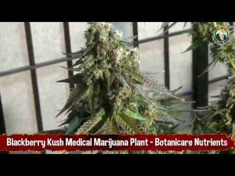 Blackberry Kush Medical Marijuana Plant - Botanicare Nutrients and AACT