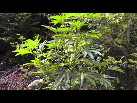 Outdoor Guerilla Grow 2013 - Part 4