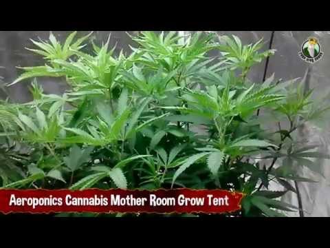 Aeroponics Cannabis Mother Room Grow Tent - Growing Cannabis