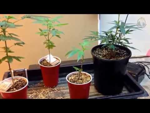 Medical Marijuana Card Holder Show-off Cannabis Grow Room