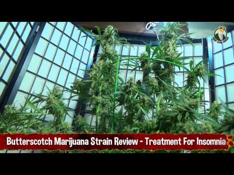 Butterscotch Marijuana Strain Review - Treatment For Insomnia