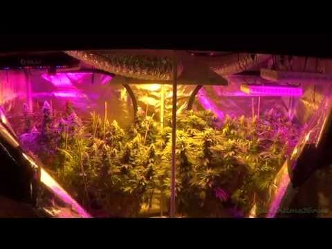 New Grow Room Upgrades! Gorilla Grow Tent and More!!