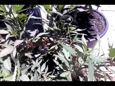 Outdoor mmj grow in organic supersoil 14' update