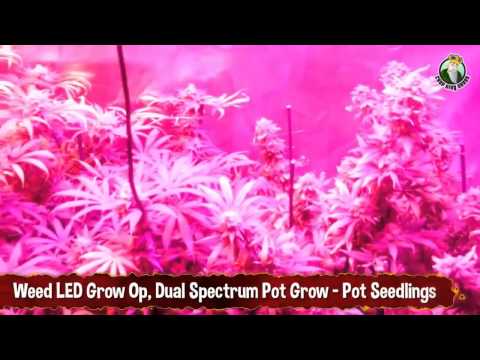 Weed LED Grow Op, Dual Spectrum Pot Grow - Pot Seedlings
