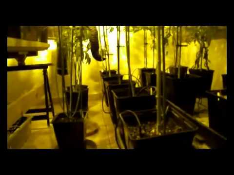 Amigos de Biohazard Seeds Video