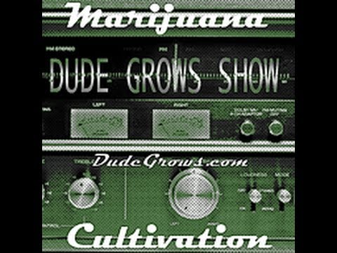 Dude Grows Show Growing Marijuana #33
