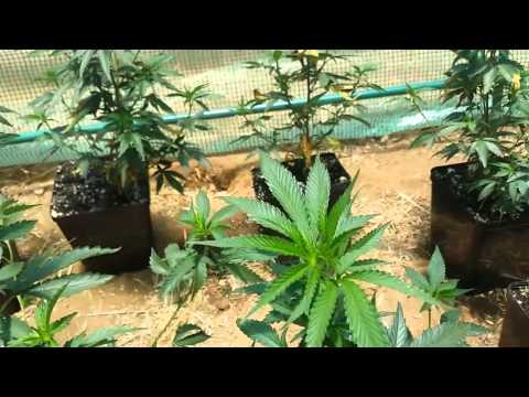 Greenhouse grow 1
