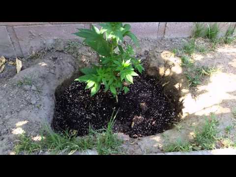 Plant and hole update 6.6.14