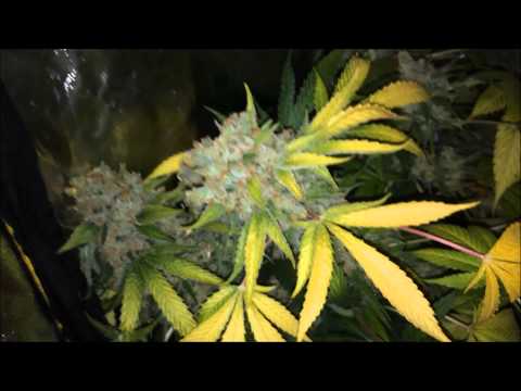 Bud Shots - Harvest Compilation Video - Music By Rob Falco