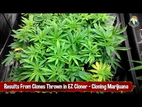 Results From Clones Thrown in EZ Cloner - Cloning Marijuana