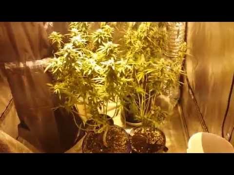 CaNNaBiS QuiCK UpDaTe Top CoLa