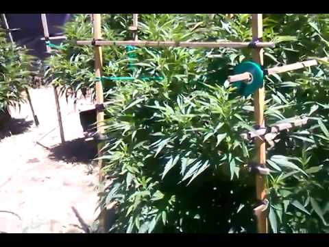 Greenthumbgirls medical marijuana grow  update