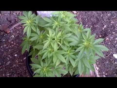 Outdoor weed grow UK 24.6.14