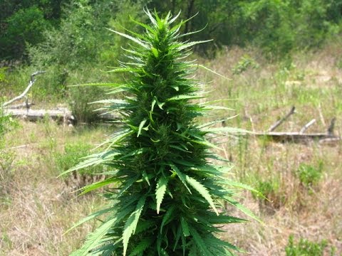 Super Cali Haze Outdoor Autoflower Cannabis Grow