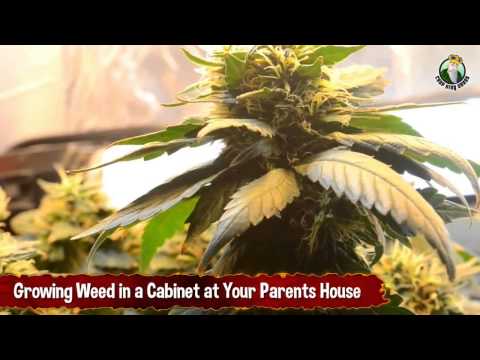 Growing Weed in a Cabinet at Your Parents House - Getting Stoned For Free