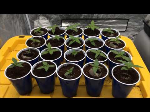 Seedlings and update - 6/29/14