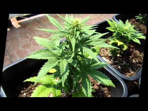 Outdoor Balcony Autoflower Cannabis Grow MI5 and Auto Assassin Fem