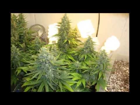 Autoflower Il Diavolo Cannabis T5 and CFL Grow