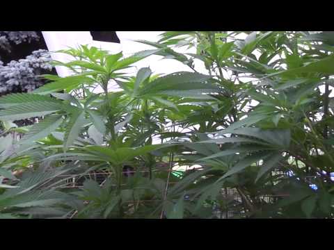 Cannabis Pruning: Lower branches and fan leaves....to cut? Or not to cut?