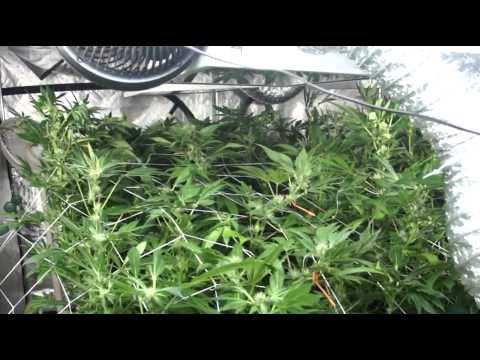 VaderVision - Cannapocalypse Day 80-85
