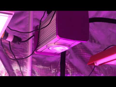 1500W LED Grow Show - Those poor solo cups :(