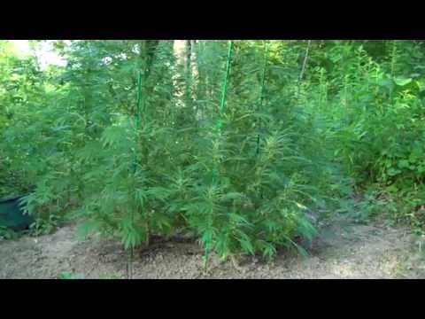 New outdoor update on my auto....plants..