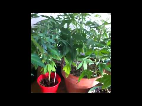 Vine weed clip [JULY 2014]