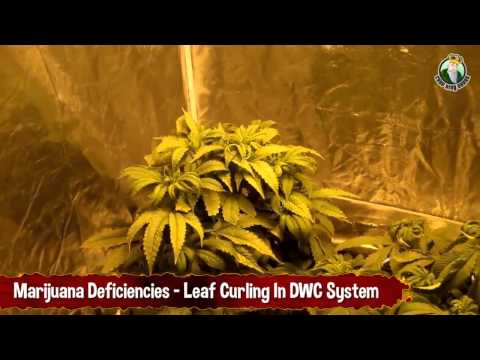 Marijuana Deficiencies - Leaf Curling in Deep Water Culture System