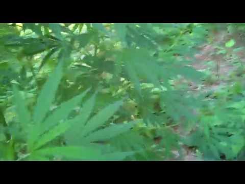 New video on my outdoor ouro#1 grow