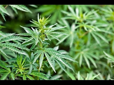 DEA to FDA: Reschedule Marijuana from Schedule I Drug