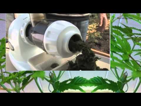Juicing Cannabis Journal With Facts by Dr. William Courtney [JULY 2014]