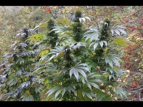 Outdoor Guerilla Grow 2013 Part 9 - Harvest Day