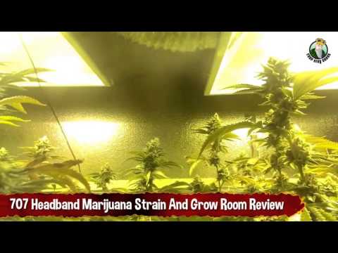 707 Headband Cannabis Strain in a Wheelchair Access Grow Room