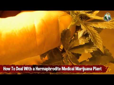 How To Deal With a Hermaphrodite Medical Marijuana Plant