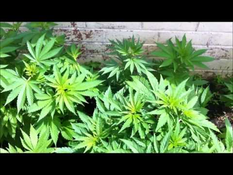 My 2014 Outdoor Grow UK Part 2