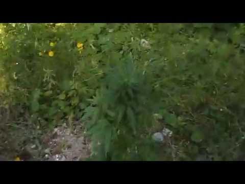 grow video july 2014