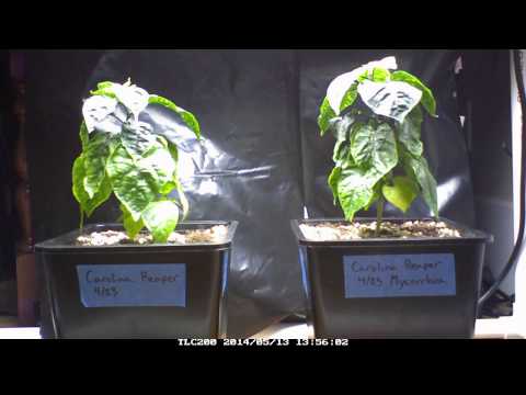 The Coco Coir vs. Soil Experiment 2