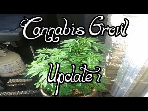 Cannabis Grow Update | Week 1 Veg | Og Kush, Moby Dick, Critical Mass, Sour Diesel