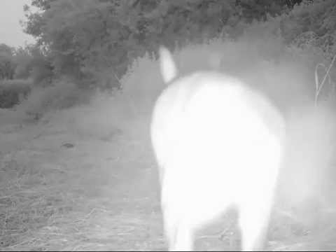 Deer vanishes into thin air mystery (Swann Outback camera video 22)
