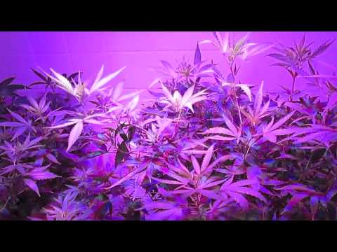 Herbin Farmer - Flushing Hydroponic Cannabis