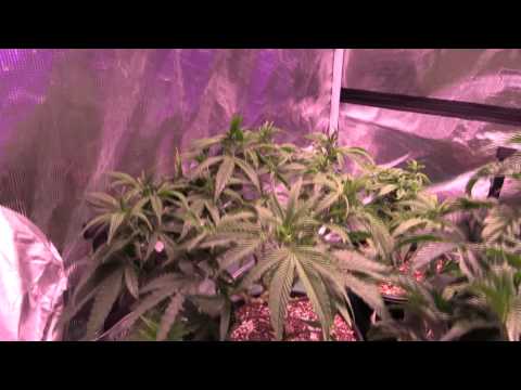 1500W LED Grow - Transplant and cleanup!