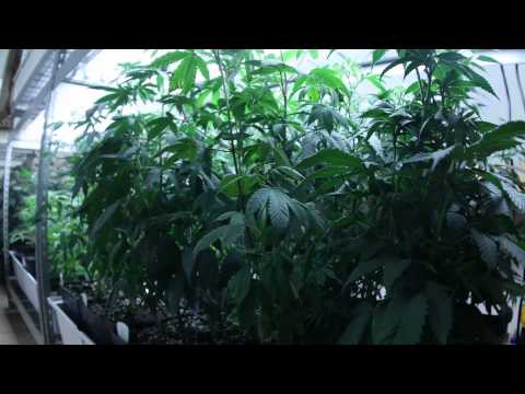 Thirsty Cannabis Plant - Drooping Symptoms Due to Underwatering