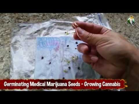 Germinating Medical Marijuana Seeds - Growing Cannabis