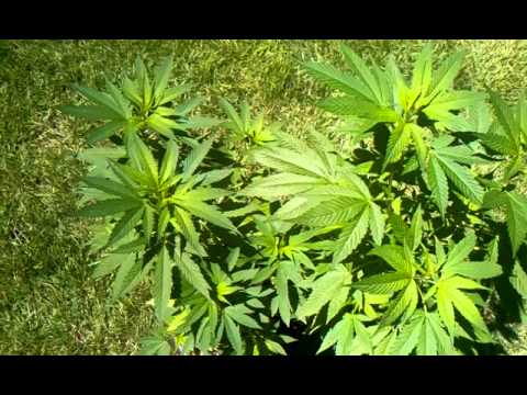 Outdoor Cannabis July 2014 (Week One Flowering)